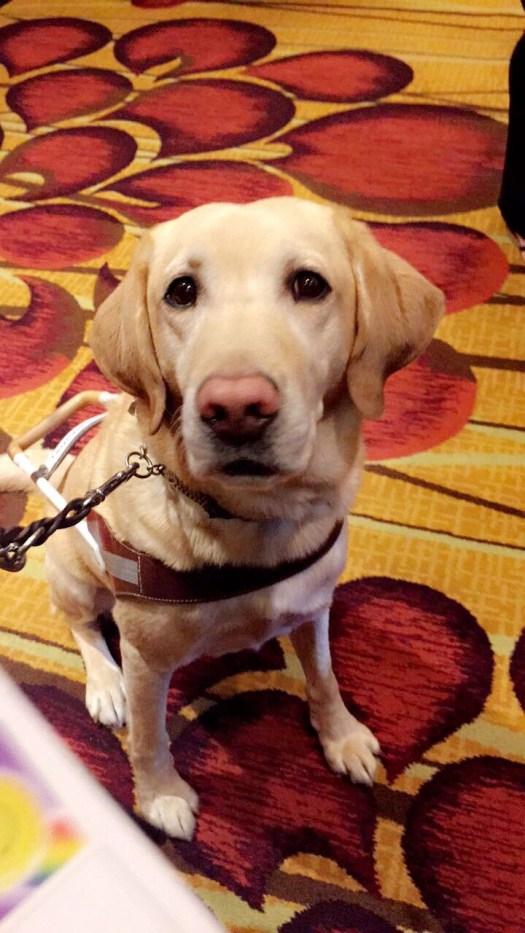 Picture of Weston sitting in harness. 