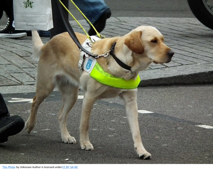 Guide Dog Ride Tips for Using Ride Shares with Your Guide Dog – Blindy Blog